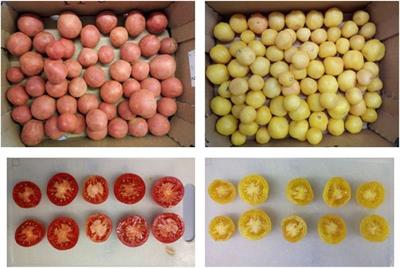 Nutritional Characterization of a Traditional Cultivar of Tomato Grown Under Organic Conditions—cv. “Malacara”